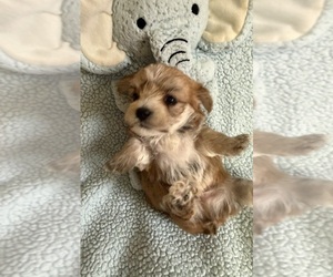 Yorkshire Terrier Puppy for sale in BENSON, NC, USA