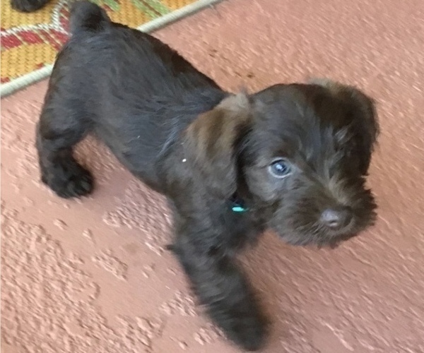 Medium Photo #16 Schnauzer (Miniature) Puppy For Sale in CAPE CORAL, FL, USA
