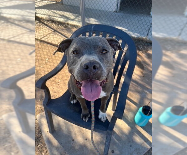 Medium Photo #7 American Pit Bull Terrier-Unknown Mix Puppy For Sale in phoenix, AZ, USA