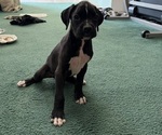 Puppy Betty Boxer