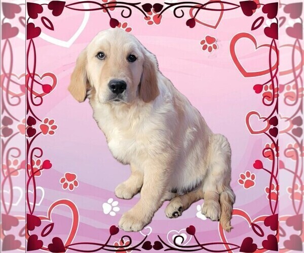 Medium Photo #7 Golden Retriever Puppy For Sale in FALCON, CO, USA