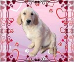 Small Photo #7 Golden Retriever Puppy For Sale in FALCON, CO, USA