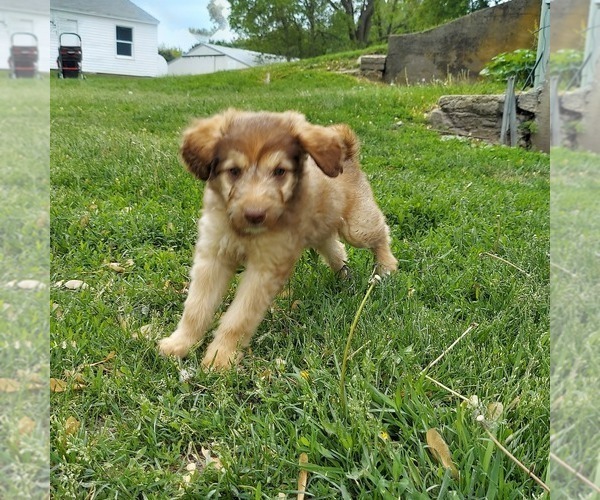 Medium Photo #2 Aussiedoodle Puppy For Sale in FRYTOWN, IA, USA