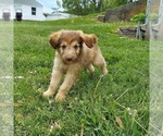 Small Photo #2 Aussiedoodle Puppy For Sale in FRYTOWN, IA, USA