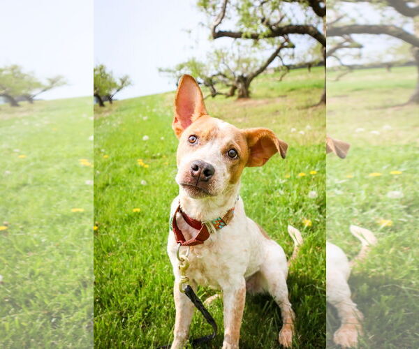 Medium Photo #3 Mutt Puppy For Sale in Garden City, NY, USA