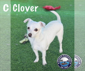 Chihuahua-Unknown Mix Dogs for adoption in Arcadia, FL, USA
