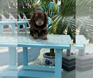 Dachshund Puppy for sale in MOORE HAVEN, FL, USA