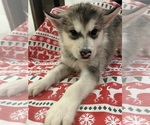 Small Photo #1 Alaskan Malamute Puppy For Sale in SAINT CHARLES, MI, USA