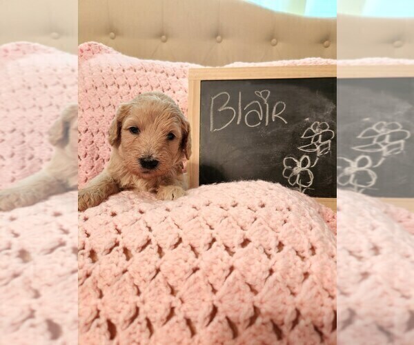 Medium Photo #5 Goldendoodle (Miniature) Puppy For Sale in GREELEY, CO, USA