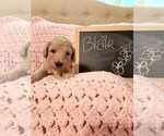 Small Photo #5 Goldendoodle (Miniature) Puppy For Sale in GREELEY, CO, USA