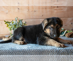 Small Photo #22 German Shepherd Dog Puppy For Sale in GORDONVILLE, PA, USA