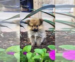 Puppy Winx Pomeranian