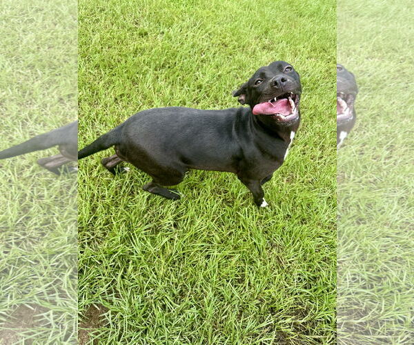 Medium Photo #3 Mutt Puppy For Sale in Eastman, GA, USA