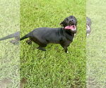 Small #2 Mutt