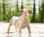 Small Photo #3 Olde English Bulldogge Puppy For Sale in WARSAW, IN, USA