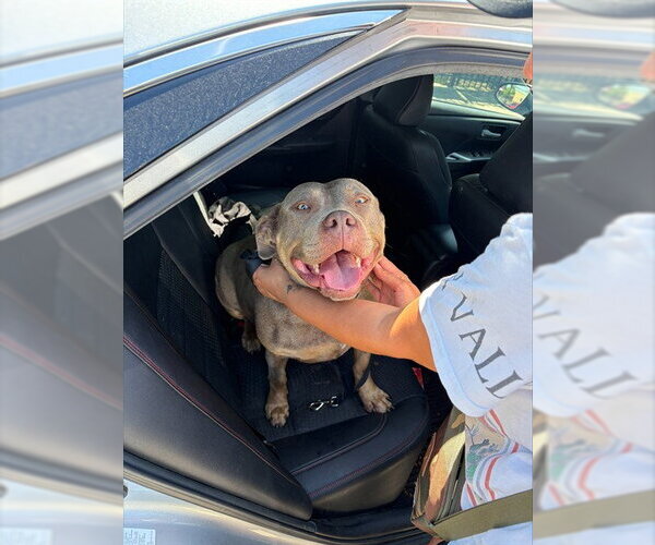 Medium Photo #1 American Bulldog Puppy For Sale in Stockton, CA, USA