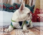 Small #1 French Bulldog