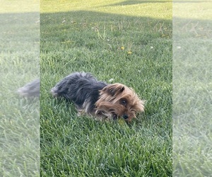 Father of the Yorkshire Terrier puppies born on 04/08/2026