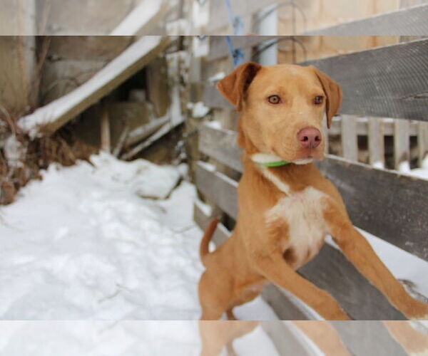 Medium Photo #1 Mutt Puppy For Sale in New London, WI, USA