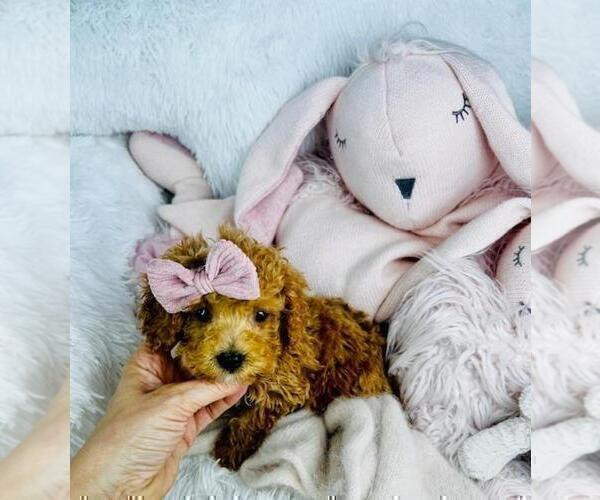 Medium Photo #4 Poodle (Toy) Puppy For Sale in TAMPA, FL, USA