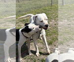 Small #4 American Pit Bull Terrier Mix