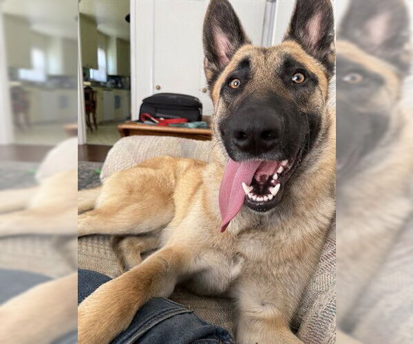Medium Photo #2 German Shepherd Dog-Unknown Mix Puppy For Sale in McKinleyville, CA, USA