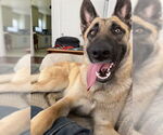 Small #1 German Shepherd Dog Mix
