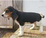 Puppy 2 Beagle