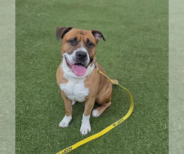 Medium Photo #1 American Pit Bull Terrier-Unknown Mix Puppy For Sale in Las Vegas, NV, USA