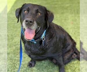 Tasha - Female Labrador Retriever Dog for Adoption - Photo #10