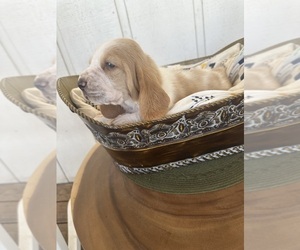 Basset Hound Puppy for Sale in ORLAND, California USA