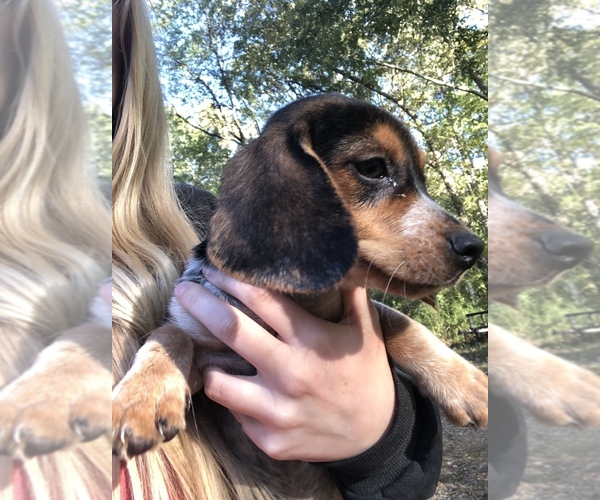 Medium Photo #9 Beagle Puppy For Sale in ANNISTON, AL, USA