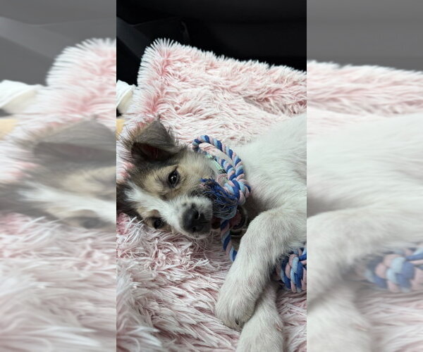 Medium Photo #2 Australian Shepherd-Unknown Mix Puppy For Sale in Springdale, PA, USA