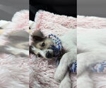 Small #1 Australian Shepherd Mix