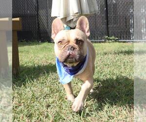 French Bulldog-Unknown Mix Dogs for adoption in San Antonio, TX, USA