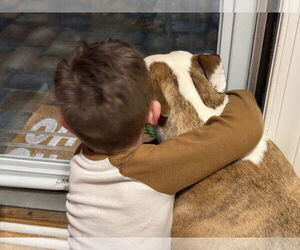 Mutt Dogs for adoption in Mount Laurel, NJ, USA