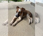 Small #1 Mutt