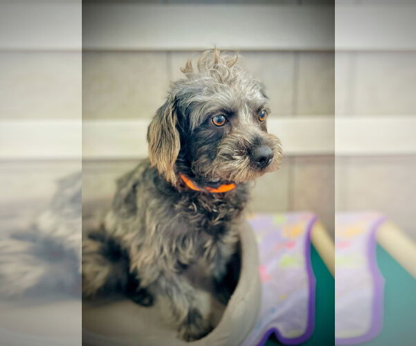 Medium Photo #3 Poodle (Standard)-Unknown Mix Puppy For Sale in Pacolet, SC, USA