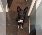Small #1 Mutt