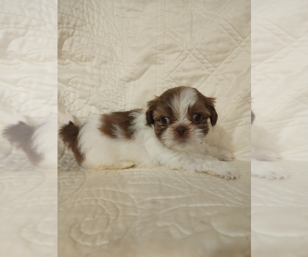 Medium Photo #4 Shih Tzu Puppy For Sale in ALLENSVILLE, KY, USA