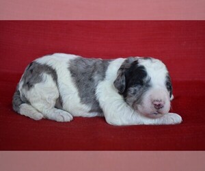 Aussiedoodle Puppy for sale in NEW MARKET, TN, USA
