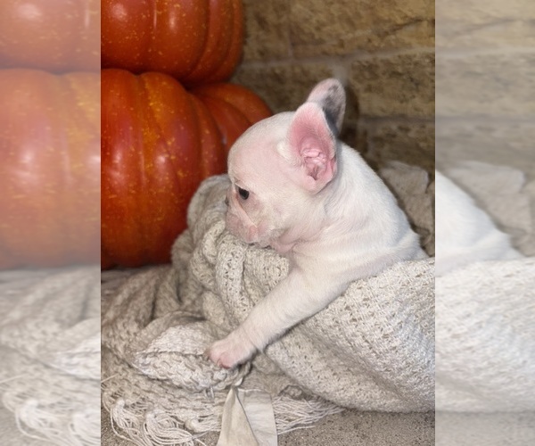 Medium Photo #5 French Bulldog Puppy For Sale in CROSBY, TX, USA