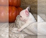 Small #4 French Bulldog