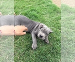 Small #3 Cane Corso
