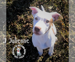 Small #1 Staffordshire Bull Terrier Mix