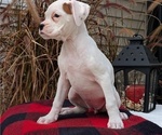 Small Photo #52 Boxer Puppy For Sale in GOSHEN, IN, USA