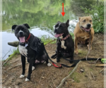 Small #8 Bulldog-Staffordshire Bull Terrier Mix