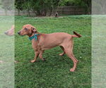 Small #7 Vizsla Mix