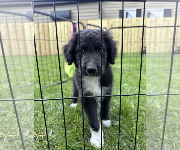 Medium Photo #4 Mutt Puppy For Sale in Germantown, OH, USA