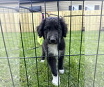 Small #3 Mutt